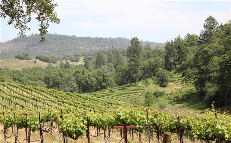 0 Vineyard Lane, PENN VALLEY, California 95946, ,Lots And Land,For Sale,Vineyard Lane,40966386