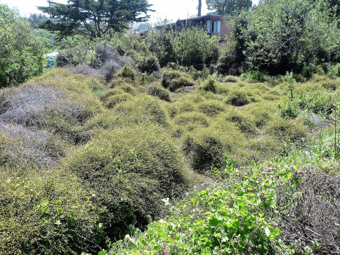 00 1st Street, MONTARA, California 94037, ,Lots And Land,For Sale,1st Street,40966388