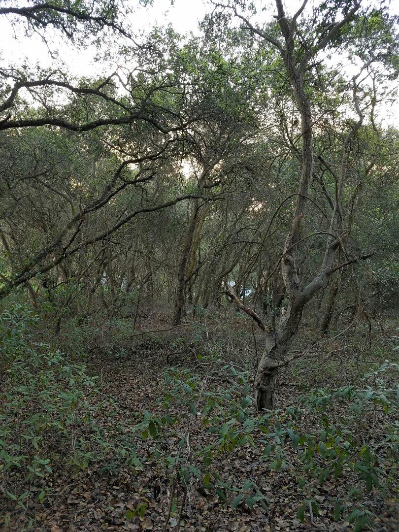 0 Carpenteria, AROMAS, California 95004, ,Lots And Land,For Sale,Carpenteria,40967315