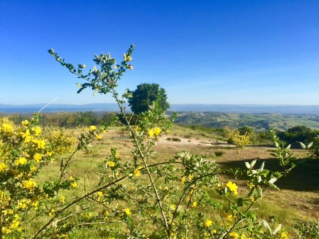 12167 Saddle, CARMEL VALLEY, California 93924, ,Lots And Land,For Sale,Saddle,40962103