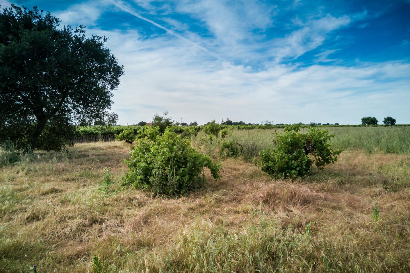 2515 SARGENT Road, LODI, California 95242, ,Lots And Land,For Sale,SARGENT Road,40967320