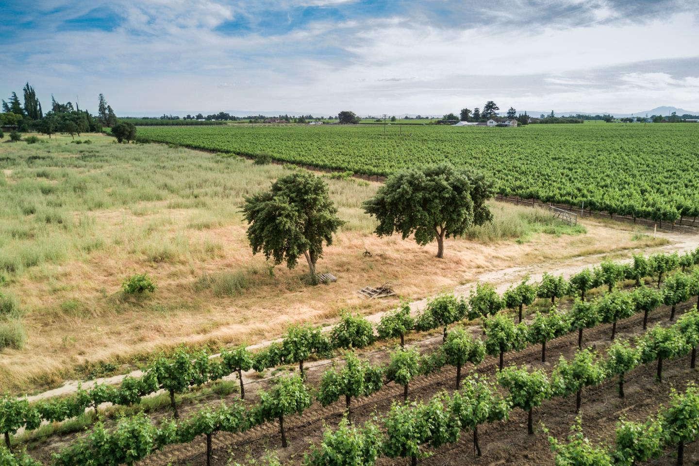 2515 SARGENT Road, LODI, California 95242, ,Lots And Land,For Sale,SARGENT Road,40967320