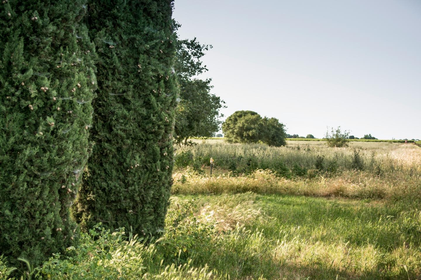 2515 SARGENT Road, LODI, California 95242, ,Lots And Land,For Sale,SARGENT Road,40967320