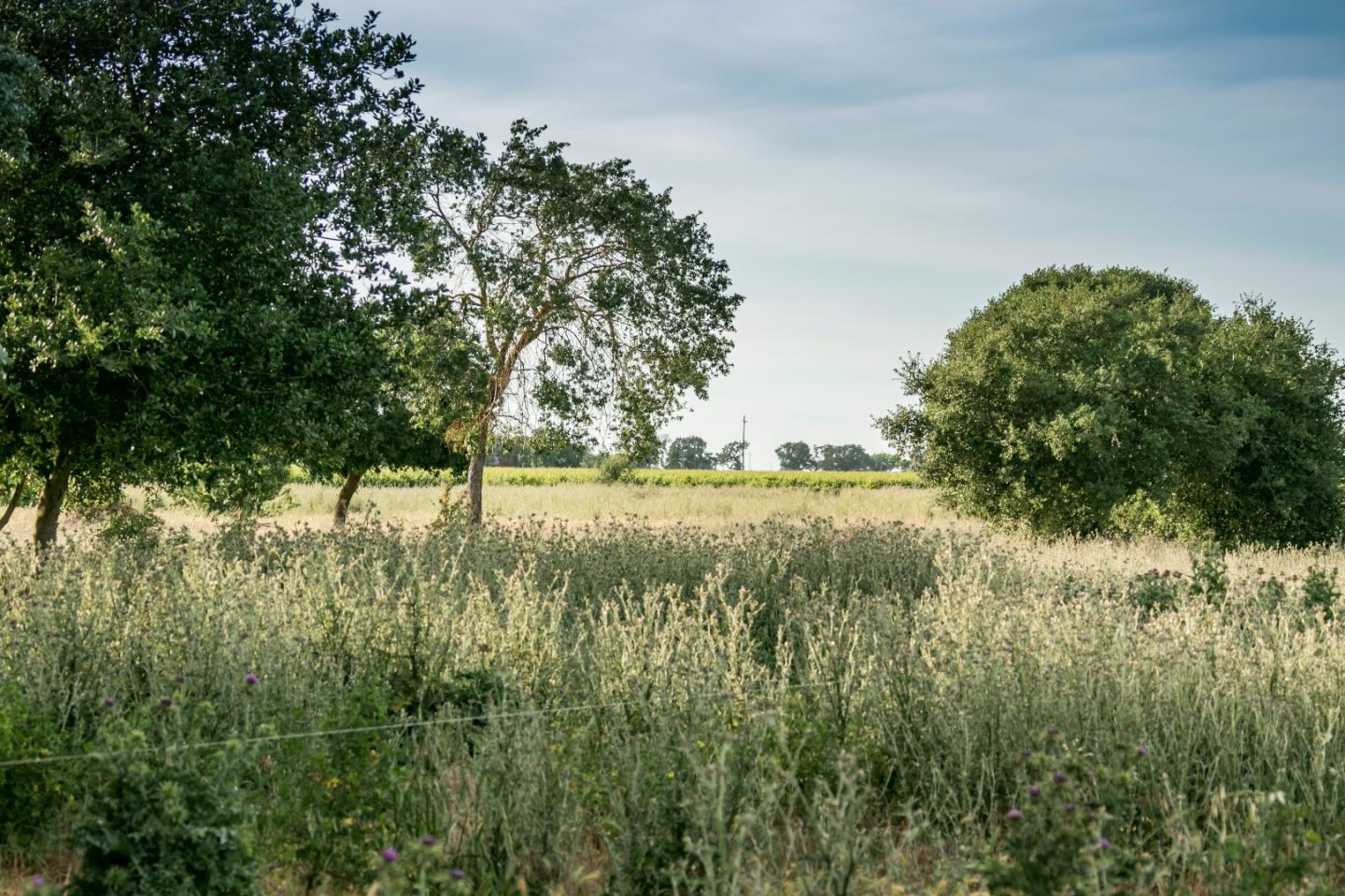 2515 SARGENT Road, LODI, California 95242, ,Lots And Land,For Sale,SARGENT Road,40967320