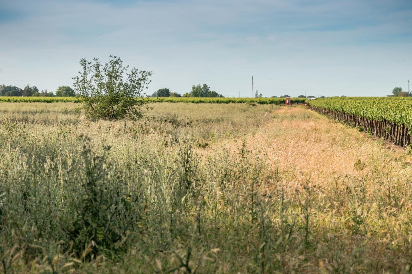 2515 SARGENT Road, LODI, California 95242, ,Lots And Land,For Sale,SARGENT Road,40967320