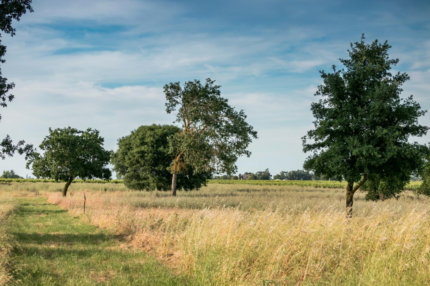 2515 SARGENT Road, LODI, California 95242, ,Lots And Land,For Sale,SARGENT Road,40967320