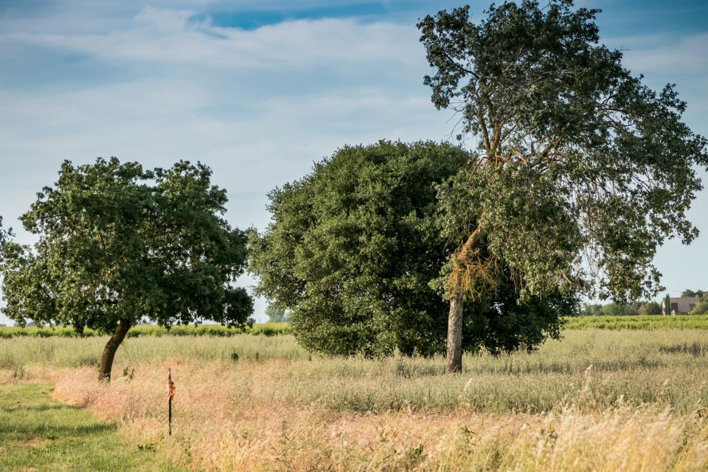 2515 SARGENT Road, LODI, California 95242, ,Lots And Land,For Sale,SARGENT Road,40967320