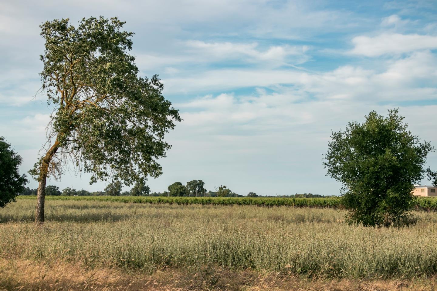 2515 SARGENT Road, LODI, California 95242, ,Lots And Land,For Sale,SARGENT Road,40967320