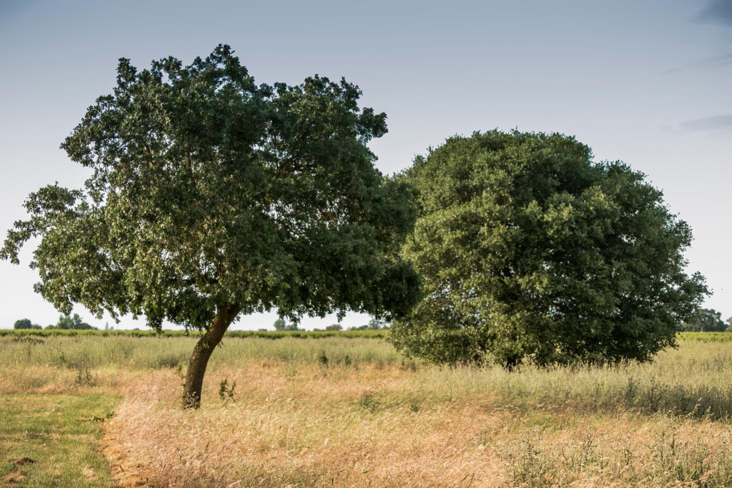 2515 SARGENT Road, LODI, California 95242, ,Lots And Land,For Sale,SARGENT Road,40967320