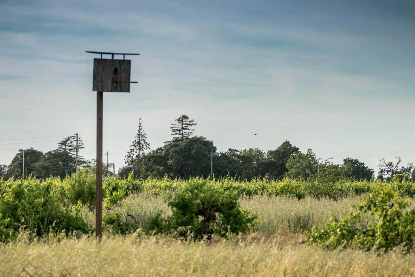 2515 SARGENT Road, LODI, California 95242, ,Lots And Land,For Sale,SARGENT Road,40967320