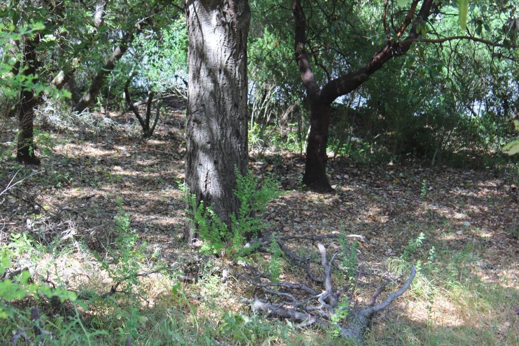 00 Beckwith Road, LOS GATOS, California 95030, ,Lots And Land,For Sale,Beckwith Road,40965161