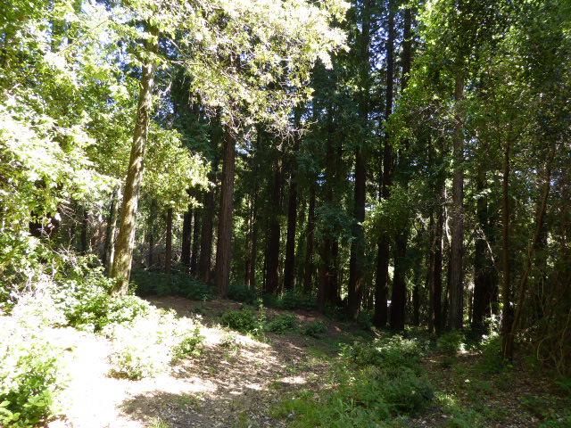 2450 Sparrow Valley Road, APTOS, California 95003, ,Lots And Land,For Sale,Sparrow Valley Road,40967326