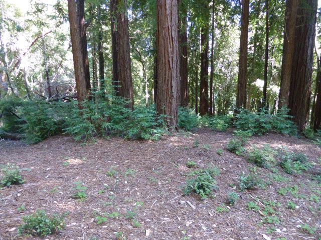 2450 Sparrow Valley Road, APTOS, California 95003, ,Lots And Land,For Sale,Sparrow Valley Road,40967326
