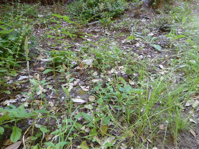 2450 Sparrow Valley Road, APTOS, California 95003, ,Lots And Land,For Sale,Sparrow Valley Road,40967326