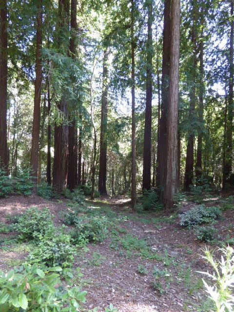 2450 Sparrow Valley Road, APTOS, California 95003, ,Lots And Land,For Sale,Sparrow Valley Road,40967326