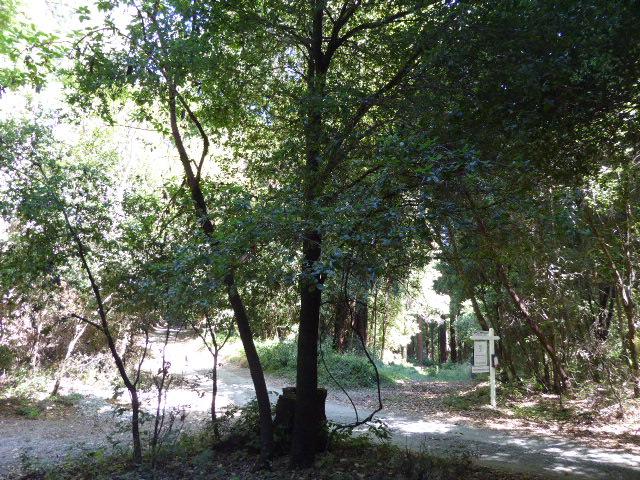 2450 Sparrow Valley Road, APTOS, California 95003, ,Lots And Land,For Sale,Sparrow Valley Road,40967326