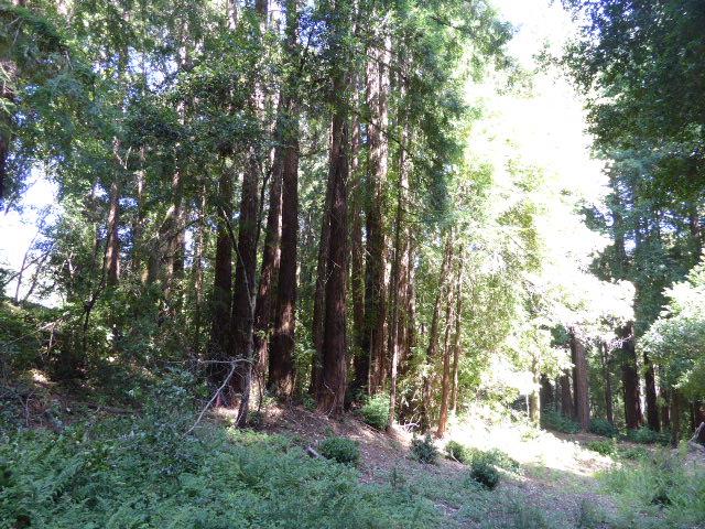 2450 Sparrow Valley Road, APTOS, California 95003, ,Lots And Land,For Sale,Sparrow Valley Road,40967326