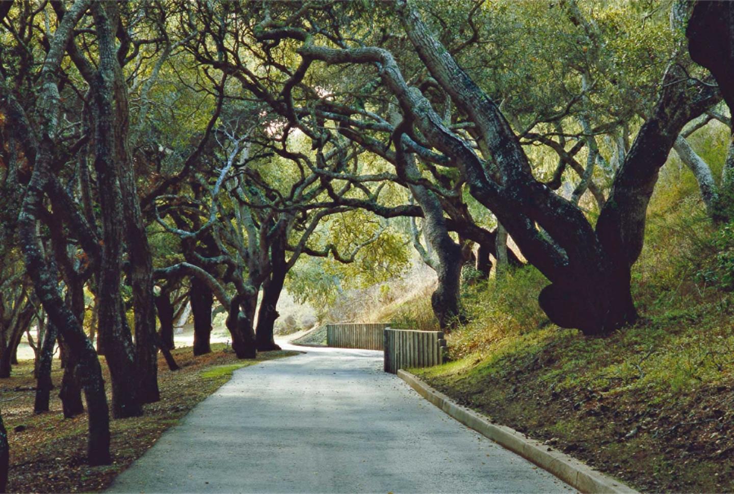 25540 Via Malpaso (Lot 91 Tehama), CARMEL, California 93923, ,Lots And Land,For Sale,Via Malpaso (Lot 91 Tehama),40963758