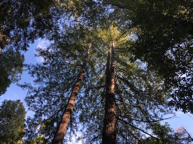 333 Western . Avenue, BROOKDALE, California 95007, ,Lots And Land,For Sale,Western . Avenue,40962486