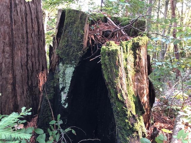 333 Western . Avenue, BROOKDALE, California 95007, ,Lots And Land,For Sale,Western . Avenue,40962486