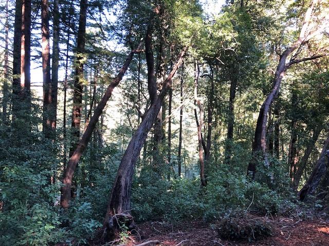 333 Western . Avenue, BROOKDALE, California 95007, ,Lots And Land,For Sale,Western . Avenue,40962486