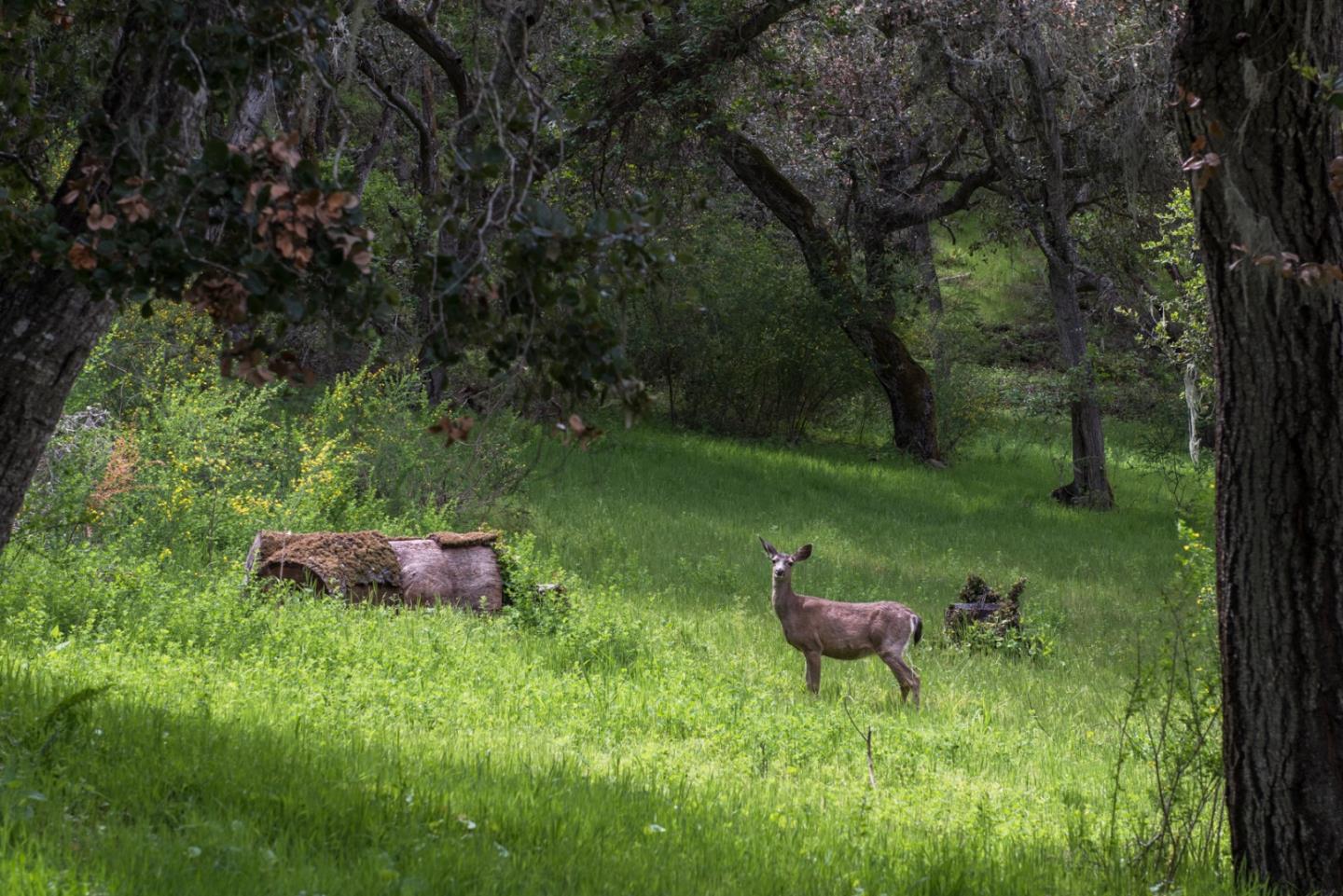 46 Camino De Travesia, CARMEL VALLEY, California 93924, ,Lots And Land,For Sale,Camino De Travesia,40963981