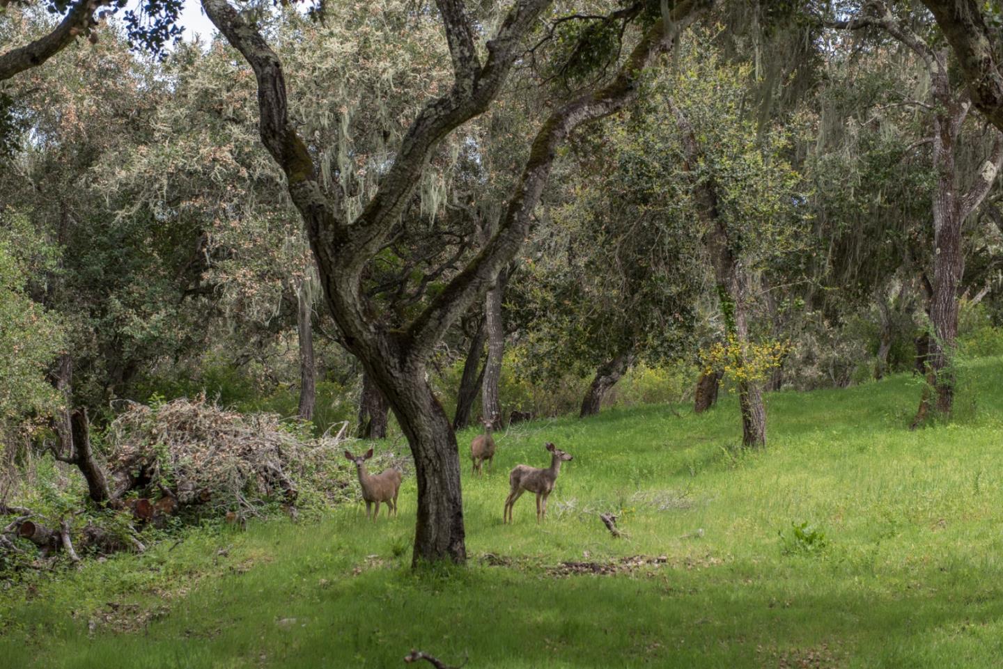 46 Camino De Travesia, CARMEL VALLEY, California 93924, ,Lots And Land,For Sale,Camino De Travesia,40963981