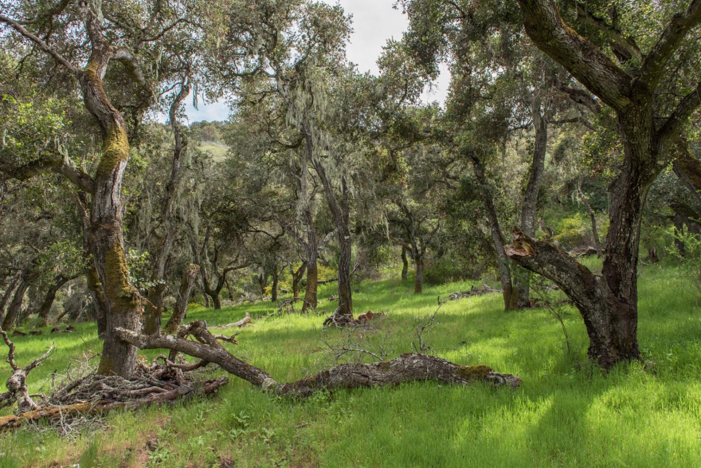 46 Camino De Travesia, CARMEL VALLEY, California 93924, ,Lots And Land,For Sale,Camino De Travesia,40963981