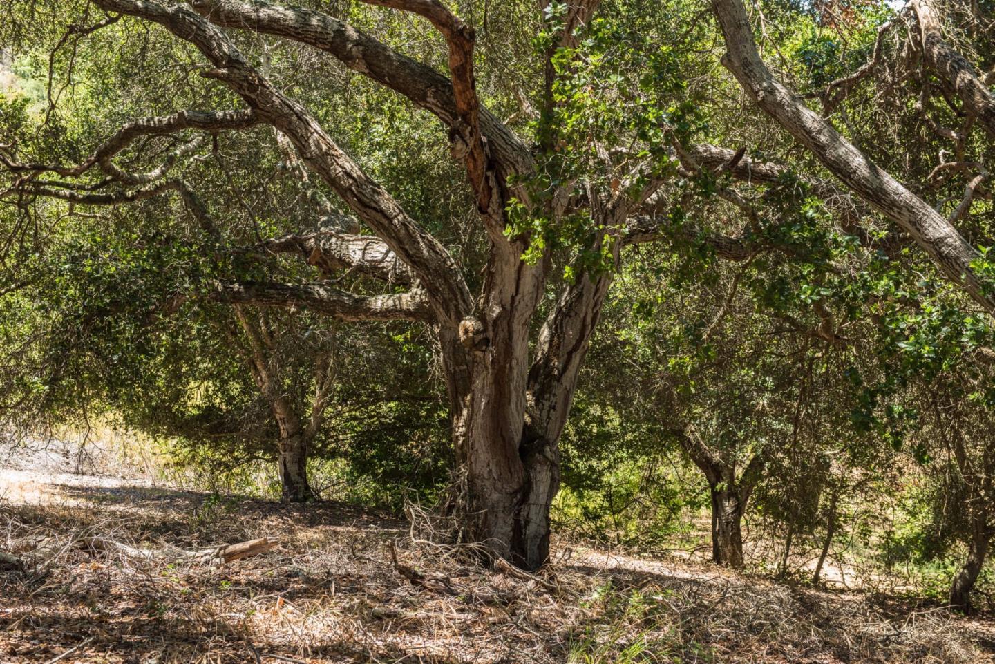 25987 Colt Lane, CARMEL VALLEY, California 93924, ,Lots And Land,For Sale,Colt Lane,40963598