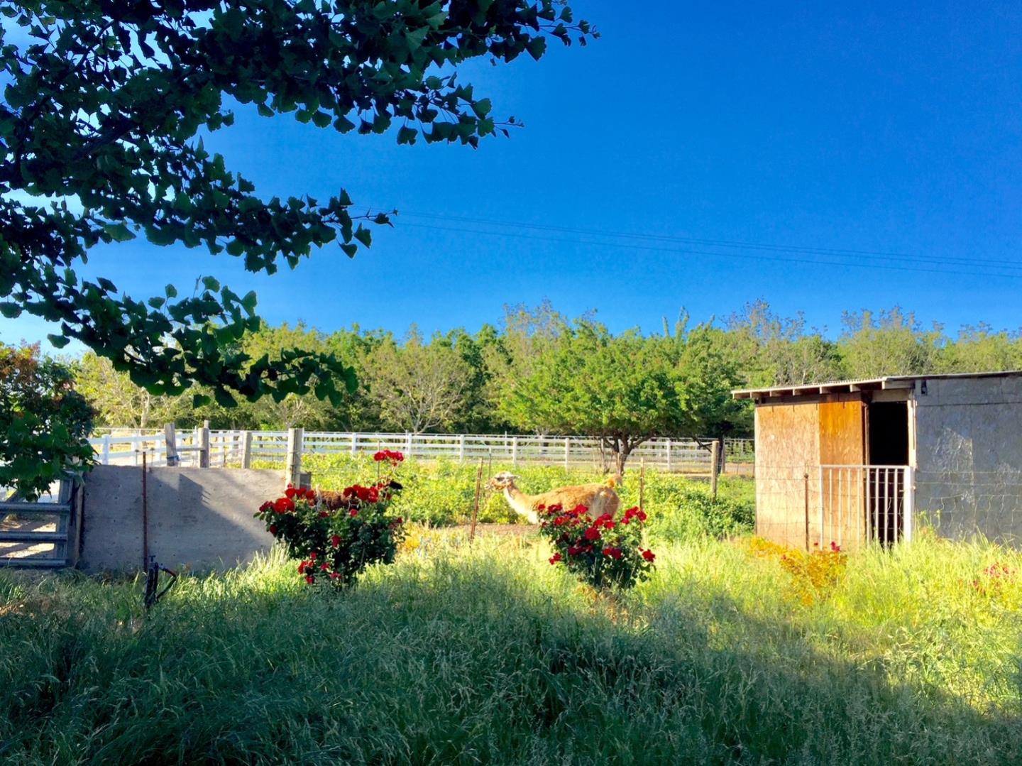 6146 Reddick Lane, DIXON, California 95620, ,Lots And Land,For Sale,Reddick Lane,40967350