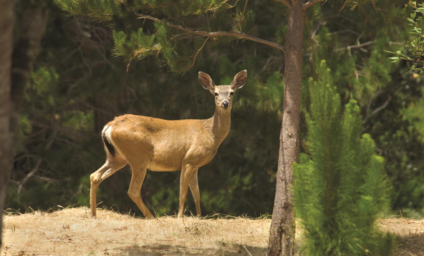 12 Alta Madera (Tehama Lot 4) Avenue, CARMEL, California 93923, ,Lots And Land,For Sale,Alta Madera (Tehama Lot 4) Avenue,40962343