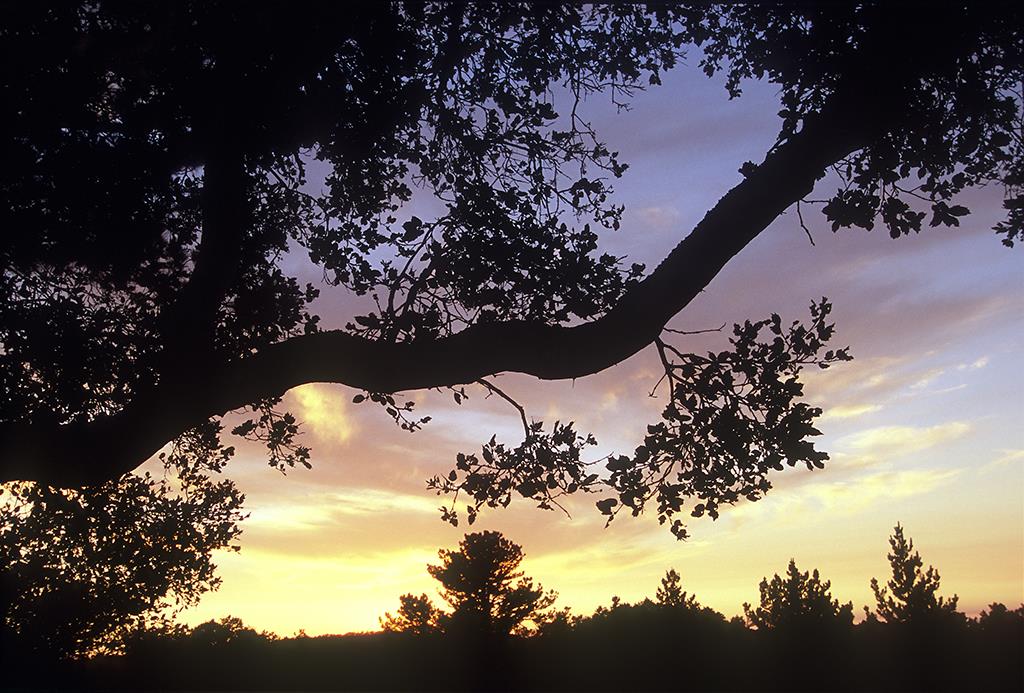 12 Alta Madera (Tehama Lot 4) Avenue, CARMEL, California 93923, ,Lots And Land,For Sale,Alta Madera (Tehama Lot 4) Avenue,40962343