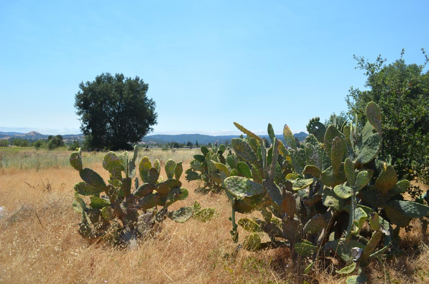 1280 Tennant Avenue, MORGAN HILL, California 95037, ,Comm Industrial For Lease,For Rent,Tennant Avenue,40965468