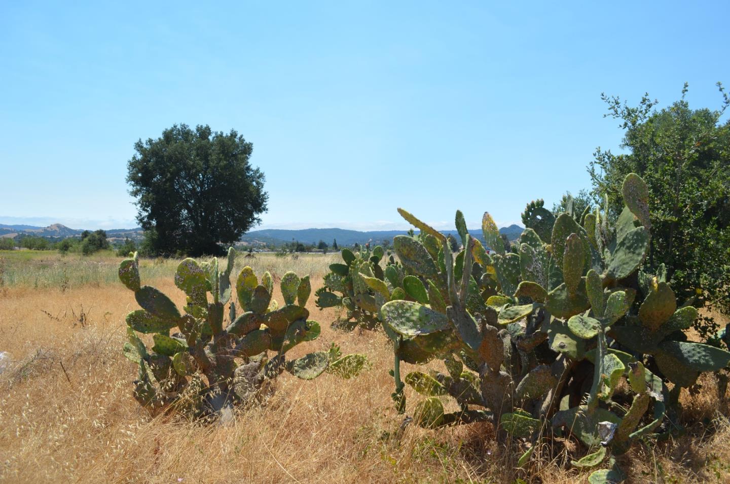 1280 Tennant Avenue, MORGAN HILL, California 95037, ,Lots And Land,For Sale,Tennant Avenue,40965479