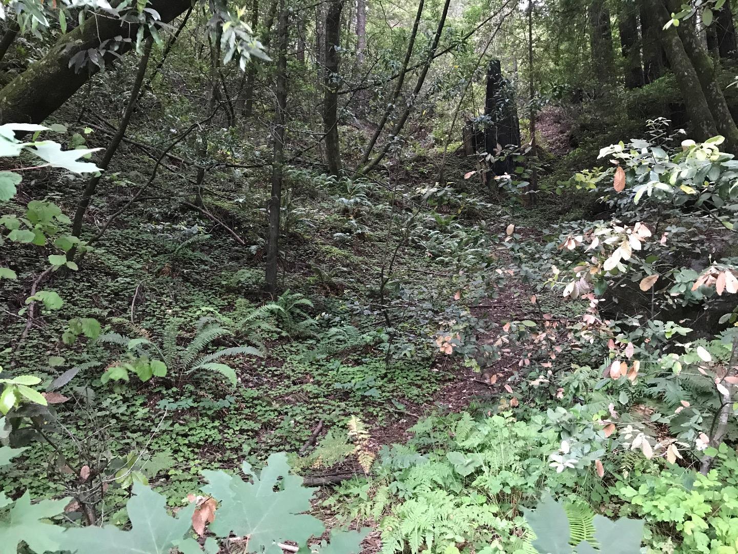 925 Cazadero Highway, OTHER - SEE REMARKS, California 95421, ,Lots And Land,For Sale,Cazadero Highway,40967351