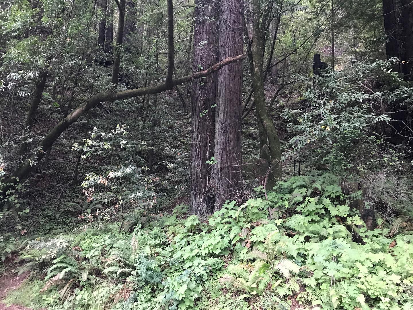 925 Cazadero Highway, OTHER - SEE REMARKS, California 95421, ,Lots And Land,For Sale,Cazadero Highway,40967351