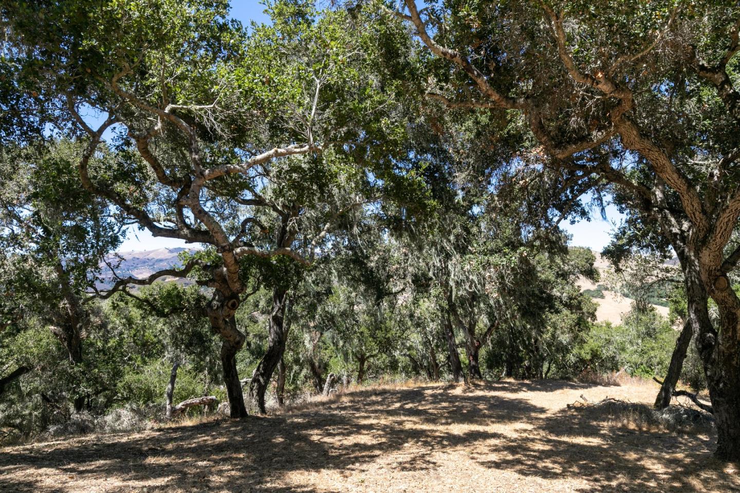16 Sleepy Hollow Drive, CARMEL VALLEY, California 93924, ,Lots And Land,For Sale,Sleepy Hollow Drive,40961919