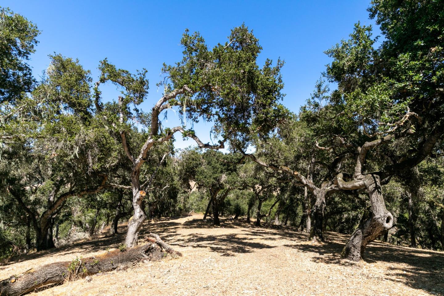 16 Sleepy Hollow Drive, CARMEL VALLEY, California 93924, ,Lots And Land,For Sale,Sleepy Hollow Drive,40961919