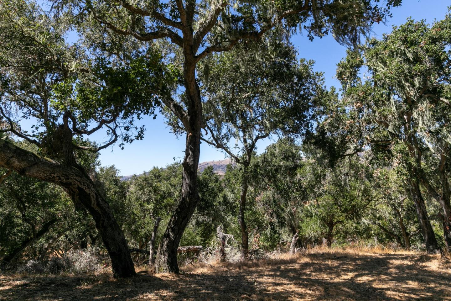 16 Sleepy Hollow Drive, CARMEL VALLEY, California 93924, ,Lots And Land,For Sale,Sleepy Hollow Drive,40961919