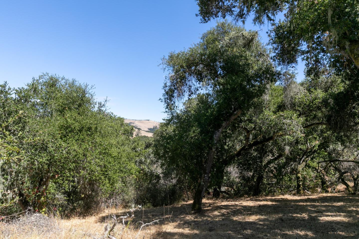 16 Sleepy Hollow Drive, CARMEL VALLEY, California 93924, ,Lots And Land,For Sale,Sleepy Hollow Drive,40961919