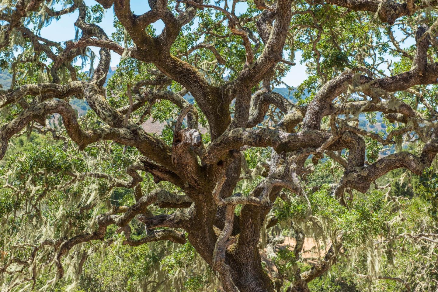 16 Sleepy Hollow Drive, CARMEL VALLEY, California 93924, ,Lots And Land,For Sale,Sleepy Hollow Drive,40961919