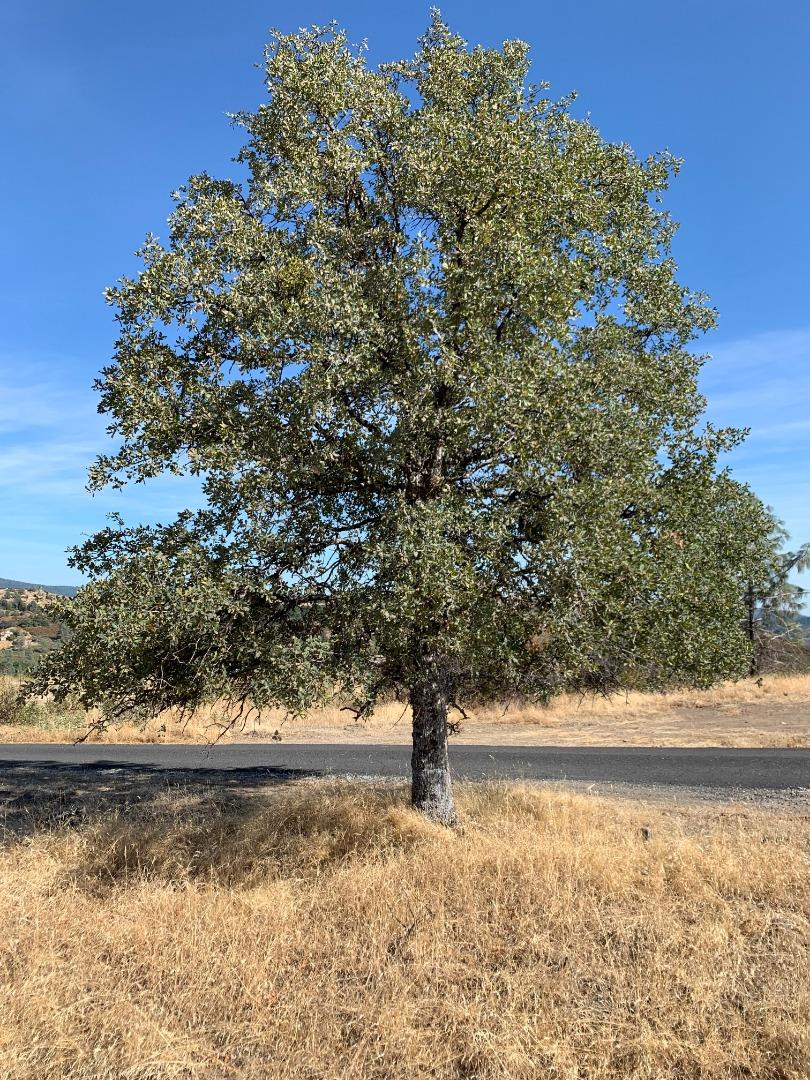 6930 Eagle View Drive, MOUNTAIN RANCH, California 95246, ,Lots And Land,For Sale,Eagle View Drive,40967370