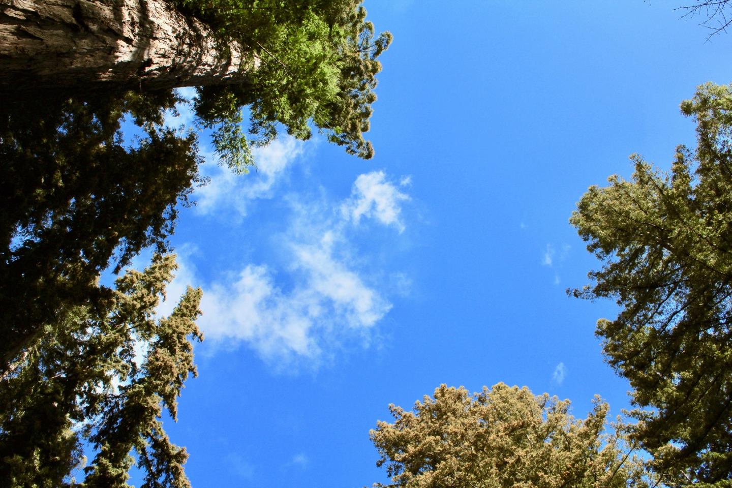 0 Brookside Drive, BOULDER CREEK, California 95006, ,Lots And Land,For Sale,Brookside Drive,40962399