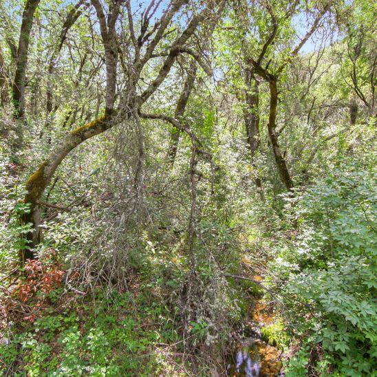 3600 Deer Valley Road, RESCUE, California 95672, ,Lots And Land,For Sale,Deer Valley Road,40967377