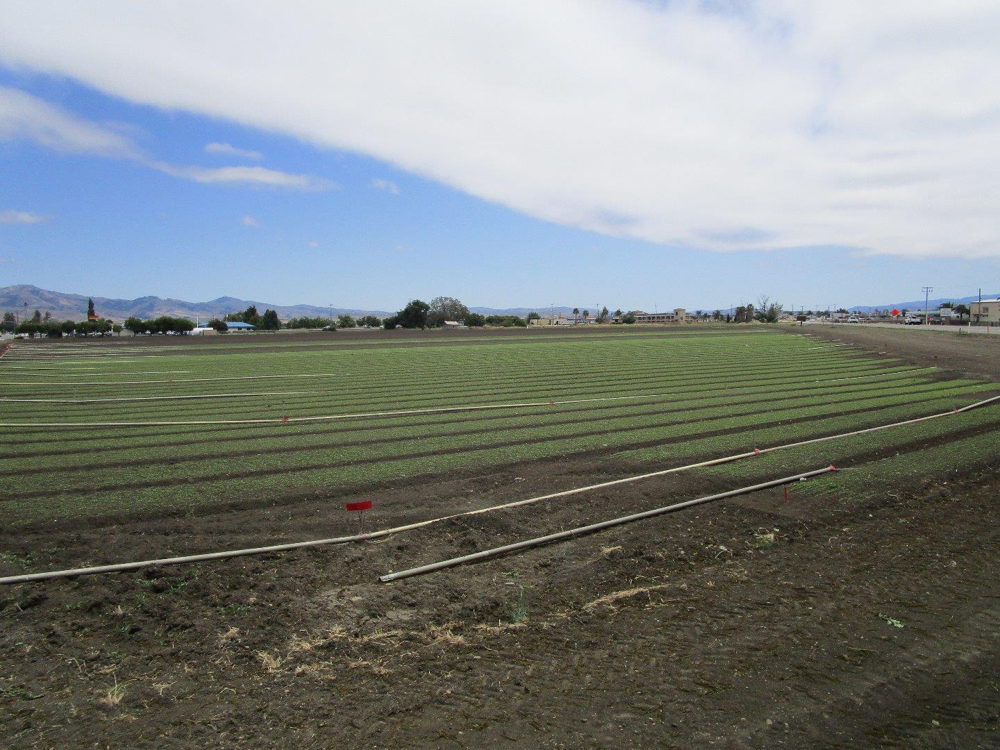 0 Wright Road, HOLLISTER, California 95023, ,Comm Lots And Land,For Sale,Wright Road,40963574