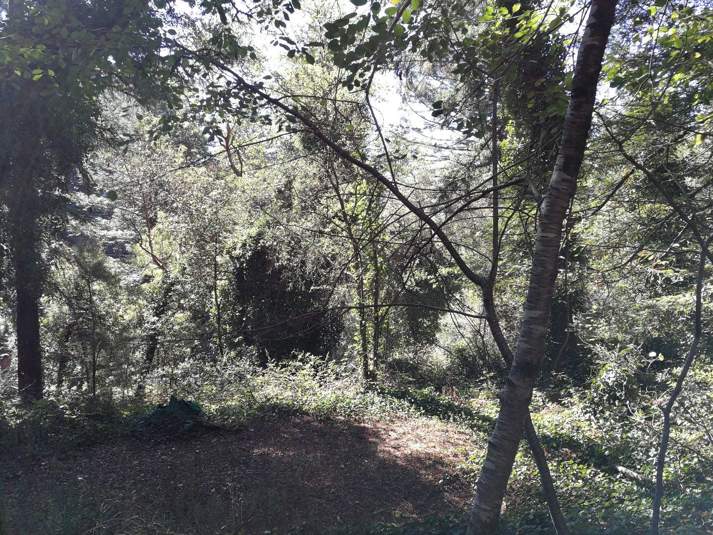 229 Huckleberry Trail, WOODSIDE, California 94062, ,Lots And Land,For Sale,Huckleberry Trail,40967380