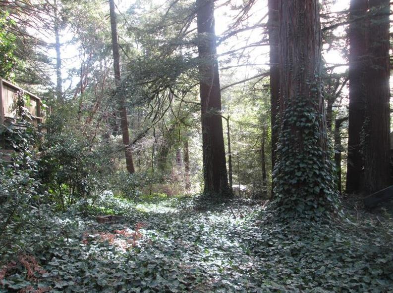 229 Huckleberry Trail, WOODSIDE, California 94062, ,Lots And Land,For Sale,Huckleberry Trail,40967380