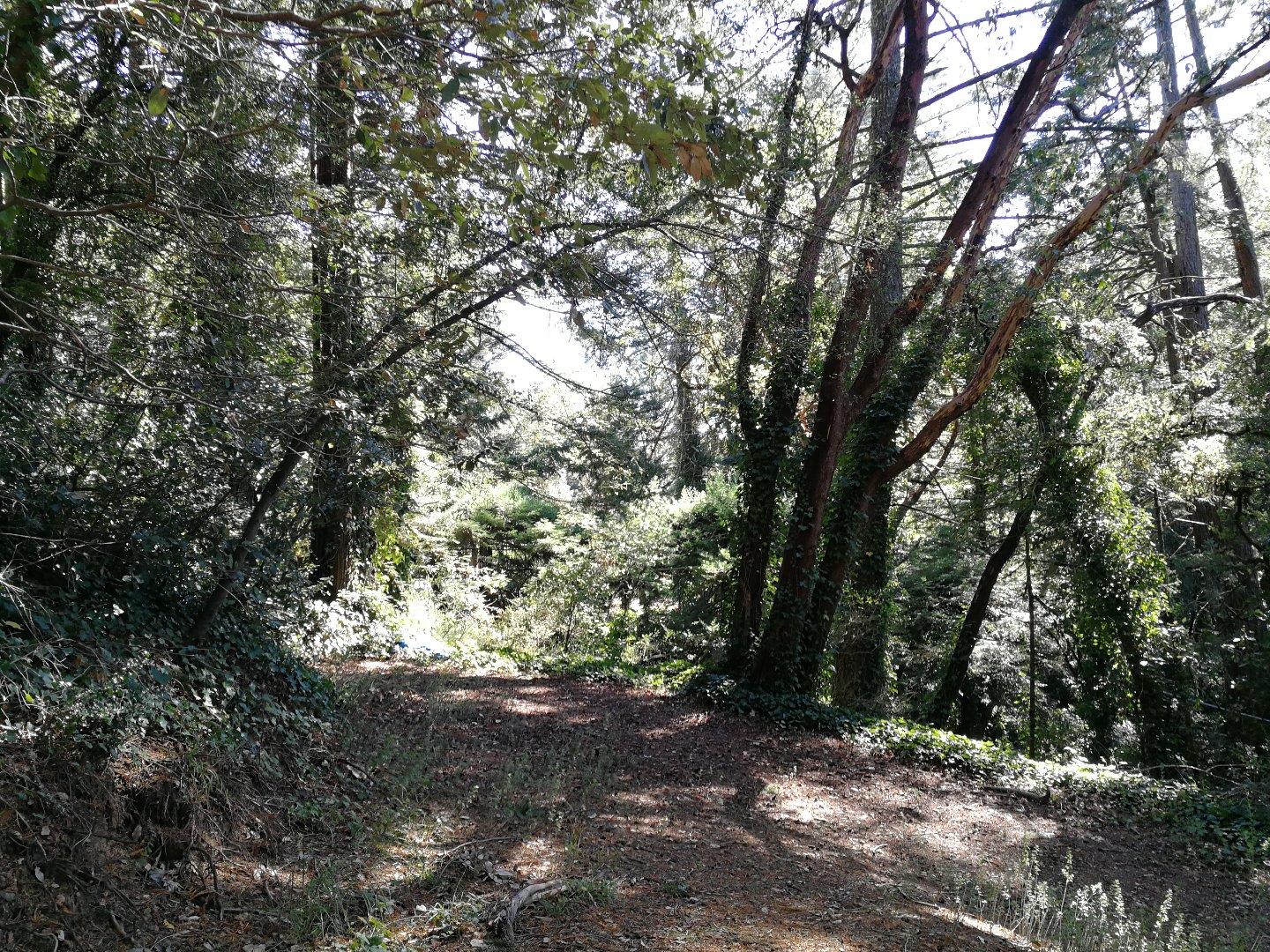 229 Huckleberry Trail, WOODSIDE, California 94062, ,Lots And Land,For Sale,Huckleberry Trail,40967380