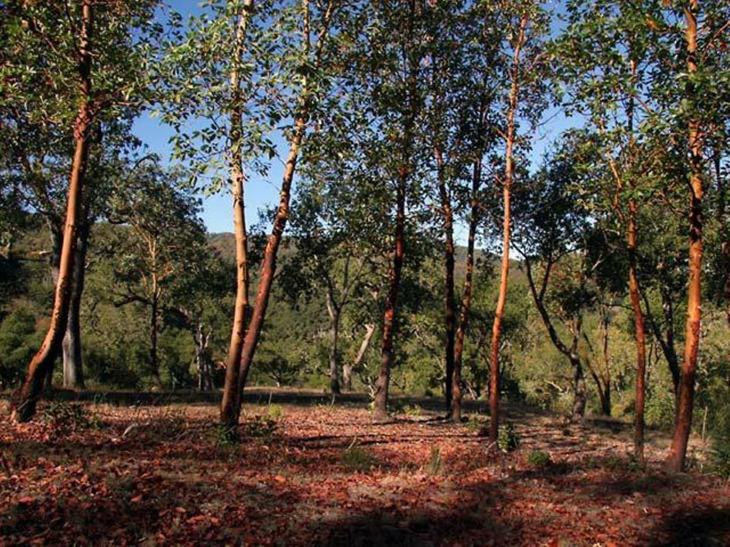 20 Arroyo Sequoia, CARMEL, California 93923, ,Lots And Land,For Sale,Arroyo Sequoia,40961867