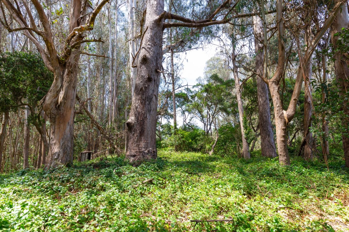 0 Senda Ladera, CORRALITOS (WATSONVILLE), California 95076, ,Lots And Land,For Sale,Senda Ladera,40962404